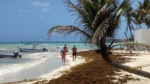 Borrowed from portuguese sargaço from latin salicastrum. Sargazo Se Cuadriplica Y Amenaza Con Inundar Cancun Noticieros Televisa