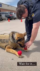 Good boy! #GCPD #k9 #policedog