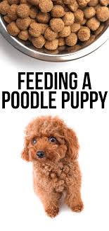 Feeding A Poodle Puppy Diet Tips And Scheduling Ideas