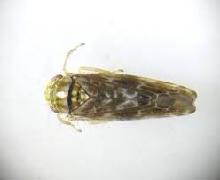 Image result for Atractus modestus