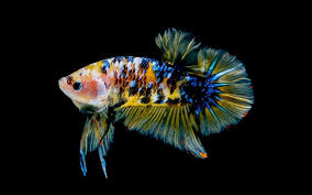 Guppies are amazing little fish, they are very colourful and they actually swim around!! Fish Guppy Breeding Caring For Different Kind Of Fishes