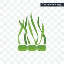 spirulina vector icon isolated on transparent background spirulina royalty free cliparts vectors and stock illustration image 103695339 spirulina vector icon isolated on transparent background spirulina
