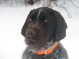 Colorado based greenhorn mountain griffs raises hunting wirehaired pointing griffons. Upcoming Litters Ancient Kennels Cf Bohemian Wirehaired Pointing Griffon