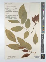 Image result for Craibia