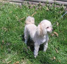 Miniature poodle temperament, personality, training, behavior, pros and cons, advice, and information, by michele welton, dog. Shaved Mini Poodle