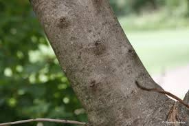 Image result for Heterotis canescens