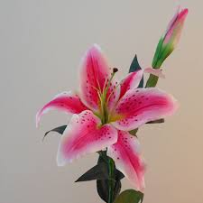 Prune back hard in late february or early march. Real Touch Stargazer Lily Pink Artificial Flowers
