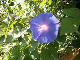Vine with purple flowers weed. Weed Register Thirroul Community Garden
