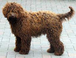 The australian labradoodle history what does an australian labradoodle look like? Australian Vs Original Labradoodles Labradoodle Breeders Uk