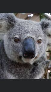 Pin By Leigh Ann Tessier On Koala In 2020 Animals Beautiful Koala Bear Koala