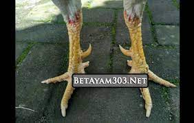 Pin On Ayam Aduan Sabung Ayam Laga Ayam