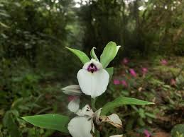 Image result for Brachycorythis