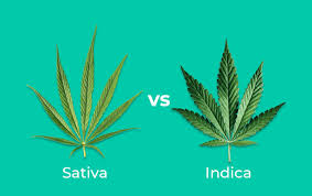 Which strain is right for you? Sativa Vs Indica What S Right For Me Leafwell