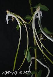 Image result for Solenangis