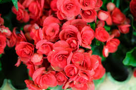 Since most tuberous types are grown for their flowers, they are heavy feeders. How To Grow Care For Tuberous Begonias
