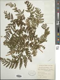Image result for Dryopteris antarctica