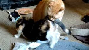 To do so, she will back up to her surface of choice, raise her quivering tail, and may even perform the rhythmic treading described above. Cat In Heat Looking For Love From Fixed Tiger Kitty