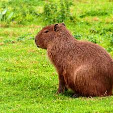 El video del carpincho tomando mate. Capybara Wallpapers Apps En Google Play