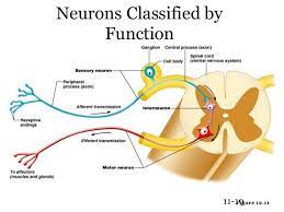 Functional Classification Of Neurons Neurons Anatomy And Physiology Physiology