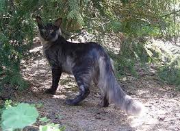 Oriental Longhair Black Smoke And What A Beautiful Cat Pretty Cats Cute Cats And Kittens Cats