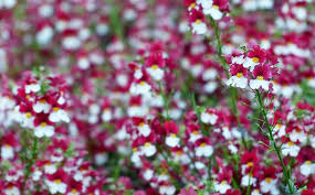 Image result for Nemesia lilacina