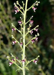 Image result for Diclis ovata