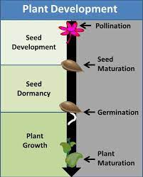 There's a lot of things that have gone to seed since you were here, but the variety in snack food flavors is not one of them. Seed Dormancy Are Seeds Really Dormant Garden Myths