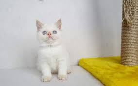 exzotik shorthair yavrularimiz satilik yavru kedi fiyatlari kedi yavru kediler
