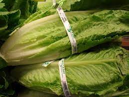 Romaine Lettuce Wikipedia