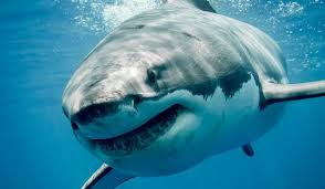 Instagram vs real life & funny facts! The Real Science Behind The Megalodon Articles Smithsonian Magazine