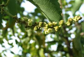 Image result for Gouania