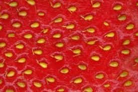 But if you want to start your own garden, grow them from seeds. How To Grow Strawberries From Seeds Garden Eco