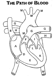 Students color a cartoon style diagram of the human heart and complete a vocabulary foldable. Https Www Kyrene Org Cms Lib Az01001083 Centricity Domain 958 Circulatory 20system 202018 Pdf
