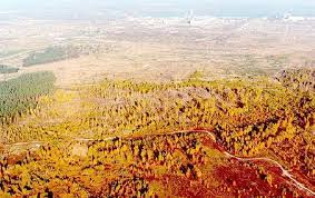 The animals in chernobyl today aren't exposed to that. a mostly conifer forest west of the plant, where radiation levels were the highest, turned red and then died; 13 The Red Forest With The Chernobyl Nuclear Power Plant In The Download Scientific Diagram