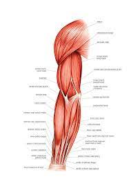 Sore arm muscles can be as a result of many things. Muscles Of Right Upper Arm Photograph By Asklepios Medical Atlas
