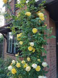 From one man's vision david austin roses has gone on to breed a collection of roses renowned across the world. Graham Thomas David Austin David Austin Roses David Austin Plants