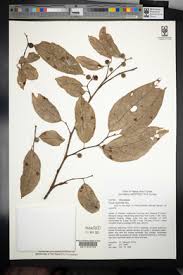 Image result for Ficus oreodryadum