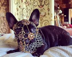 Two of her three french lady gaga's dogs gustav, left, and koji, right, are shown in this file photo from her dog miss asia's verified. Lady Gaga Criticised By Peta For Dressing Pet Dog Asia In Heavy Costume Jewellery The Independent The Independent