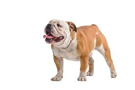 The bulldog club of america was formed in 1890 utilizing the english bulldogs appear to be slightly longer in body than their height at the shoulder. Types Of Bulldogs Updated For 2021 Canine Hq