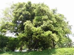 Banyak hidangan yang menggunakan kebaikan aroma kayu manis. Selayang Pandang Tanaman Kayu Manis Cinnamomum Burmanii Wanaswara