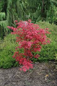 Click To View Full Size Photo Of Twombly S Red Sentinel Japanese Maple Acer Palmatum Twomb Japanese Maple Small Trees For Garden Japanese Maple Acer Palmatum