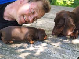 Mini dachshund puppies dachshund dachshund puppies for sale. About Our Kennel Botzensteiners Smooth Dachshunds