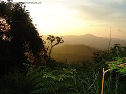 Image result for Deinbollia sp. A