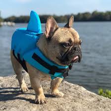 How long do french bulldogs live? If There Are Plenty Of Fish In The Sea Why Am I Always Hungry Photo By Shark Dog Safety Life Jacket By Frenchie Bulldog Breeds French Bulldog Dog Safety