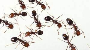 Selain itu, bubuk kayu manis juga diduga efektif mengusir semut. Tak Perlu Beli Racun Untuk Bunuh Semut Ini Caranya Pakai Kopi Atau Bedak Halaman All Tribun Timur