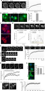 Android 11 based pixel experience 11 has been released for many phones. The Erc1 Scaffold Protein Implicated In Cell Motility Drives The Assembly Of A Liquid Phase Scientific Reports