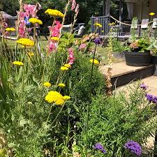 The time of day that the flowers are gardeners who want to attract bees, butterflies, and birds to their gardens will not be disappointed with evening primrose. Garden Flowers Bild Von The White Horse St Neots Tripadvisor