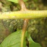 Image result for Pachylobus