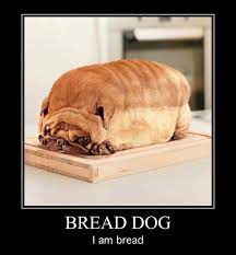 He Is Bread Dog Memes