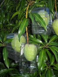 Maybe you would like to learn more about one of these? 20 Easy And Effective Diy Tricks For Gardening Fruit Garden Plants Fruit Trees